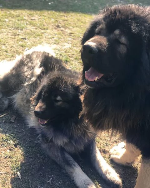 cuccioli di cane pastore del Caucaso | Foto 0