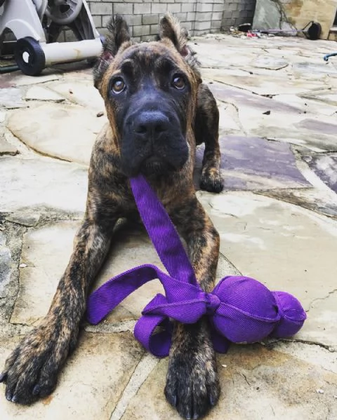 Cuccioli di cane corso | Foto 0