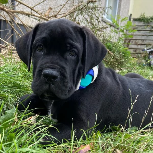 Cuccioli di cane corso