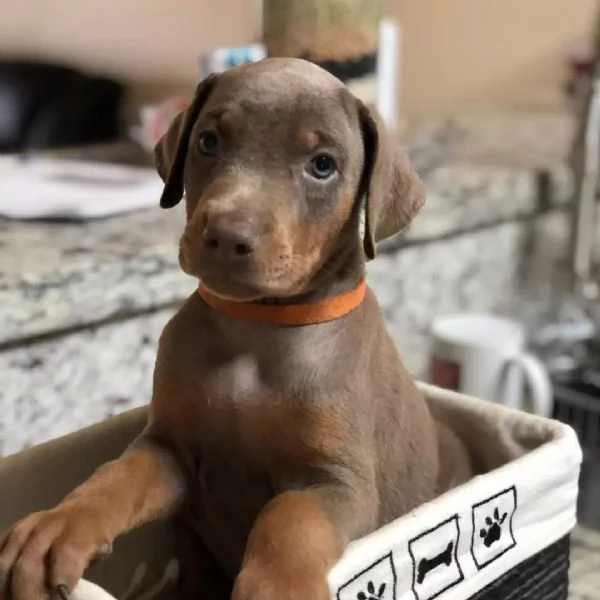 Cuccioli di dobermann | Foto 0