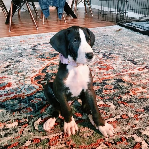 Cuccioli di alano | Foto 1