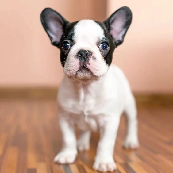 Cuccioli di bulldog francese | Foto 1