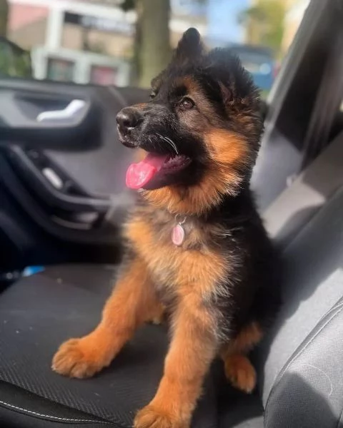 Cuccioli di pastore tedesco | Foto 1
