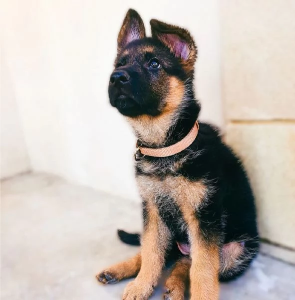 Cuccioli di pastore tedesco | Foto 0