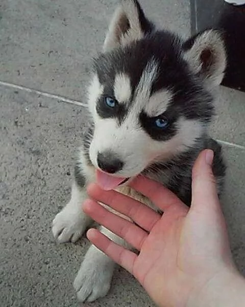 Cuccioli di husky siberiano