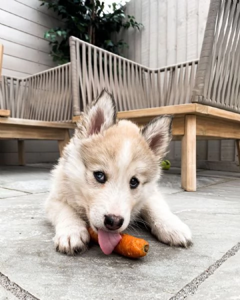 Cuccioli di husky siberiano | Foto 2