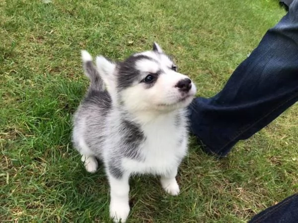 Cuccioli di husky siberiano | Foto 0