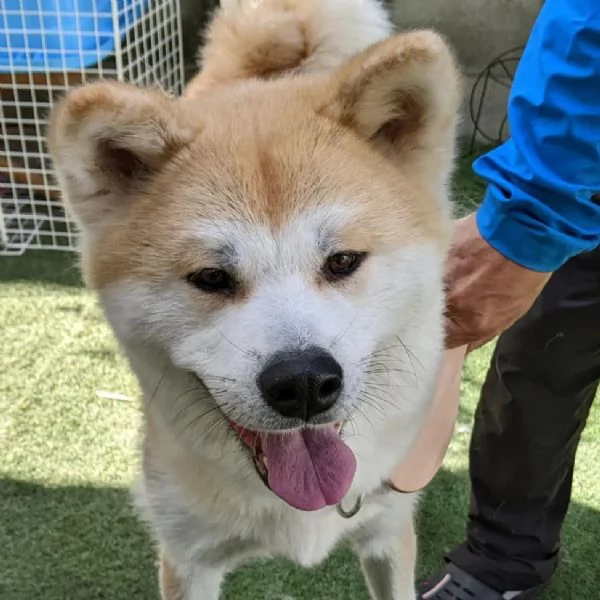 Cuccioli di Akita Inu