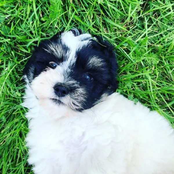 Cuccioli di Bolonka zwetna | Foto 1