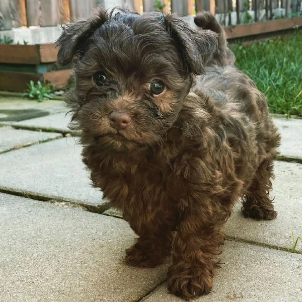 Cuccioli di Bolonka zwetna