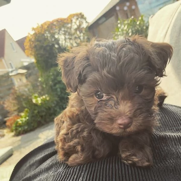 Cuccioli di Bolonka zwetna | Foto 0