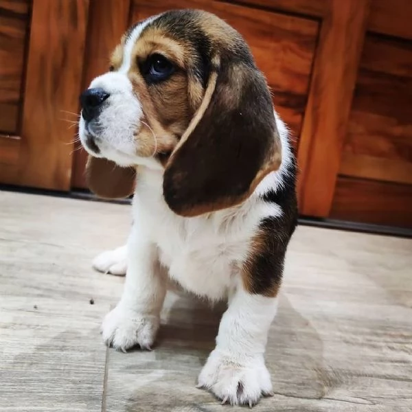 Bellissimi cuccioli di Beagle