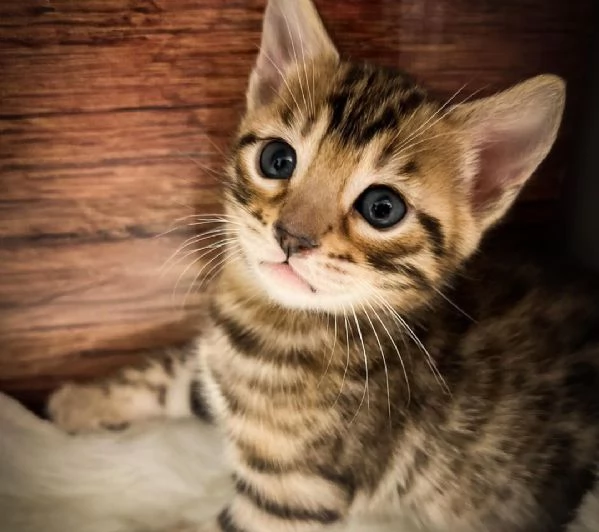 Gattini del Bengala | Foto 2