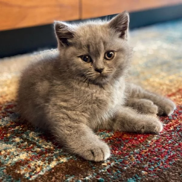 Gattini del Bengala | Foto 0