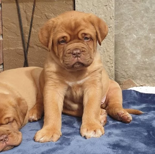 cuccioli di dogue de bordeaux