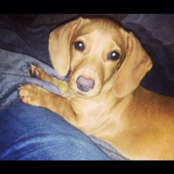 Cuccioli di bassotto | Foto 0