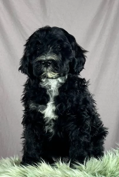 Cane da acqua portoghese cuccioli | Foto 6