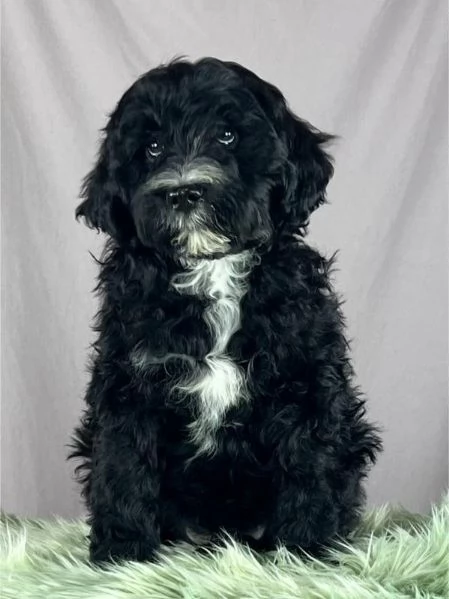 Cane da acqua portoghese cuccioli | Foto 5
