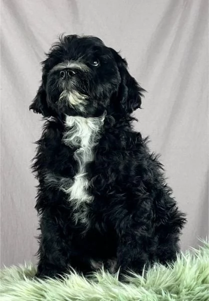 Cane da acqua portoghese cuccioli | Foto 4