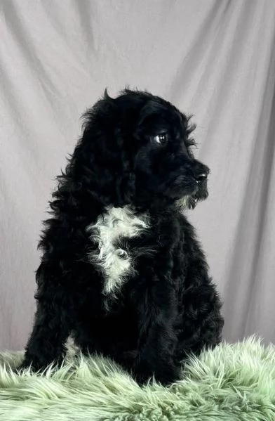 Cane da acqua portoghese cuccioli | Foto 3