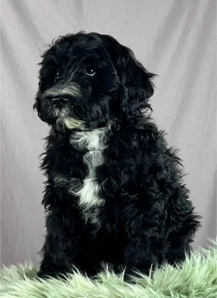 Cane da acqua portoghese cuccioli | Foto 1