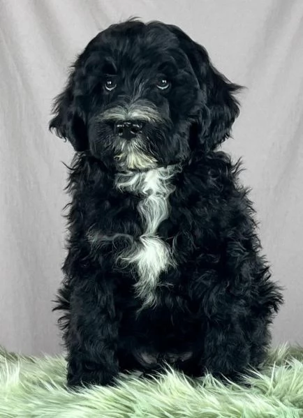 Cane da acqua portoghese cuccioli | Foto 0