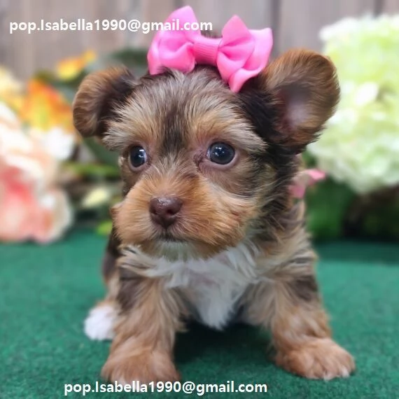 Yorkshire cuccioli toy Maschio et femmina cuccioli di Yorkshire vaccinati e sverminati microchip fat