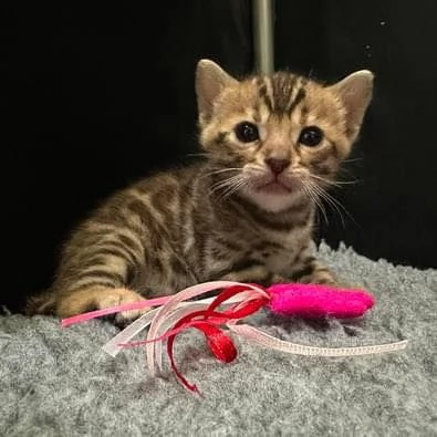 Gattini bengala maschio e femmina