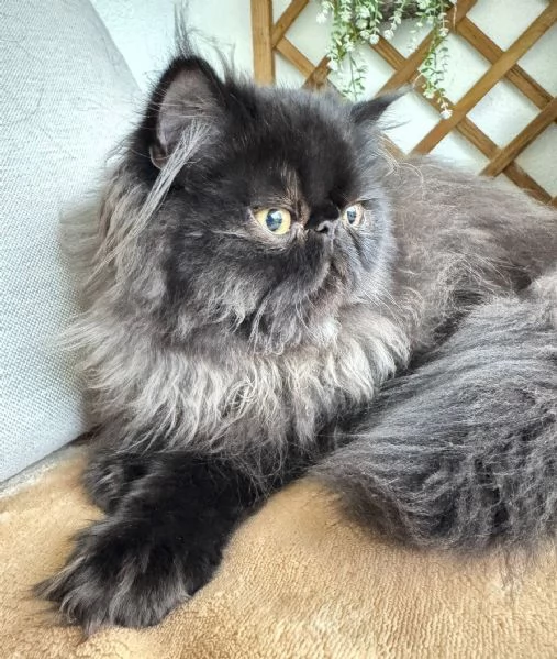 cuccioli di Persiano solidi  | Foto 1