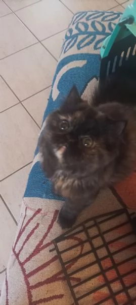 Persiano black Tortie 