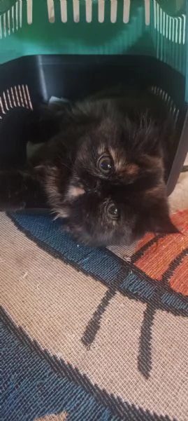 Persiano black Tortie  | Foto 1