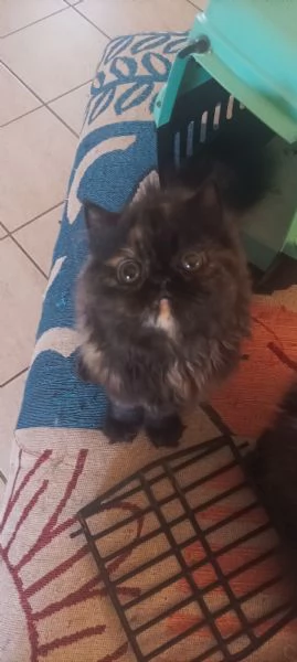 Persiano black Tortie  | Foto 0