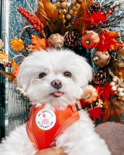 Due simpatici cuccioli di maltese (+[numero nascosto]60)