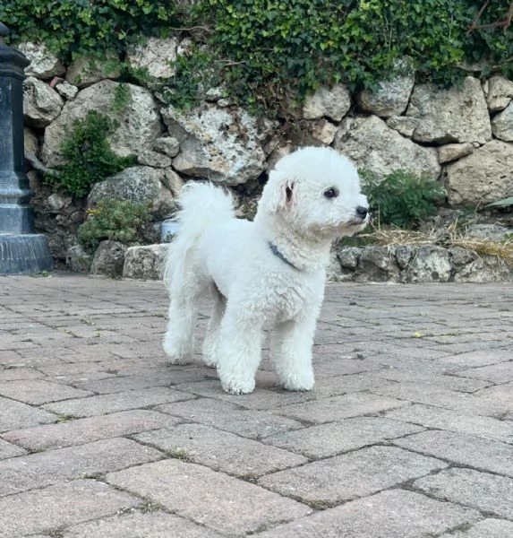Cucciole di bichon frisè  | Foto 3