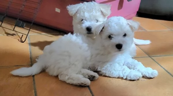 Cucciole di bichon frisè  | Foto 2