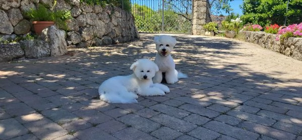 Cucciole di bichon frisè  | Foto 1