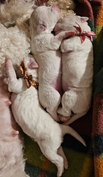Cucciole di bichon frisè  | Foto 0