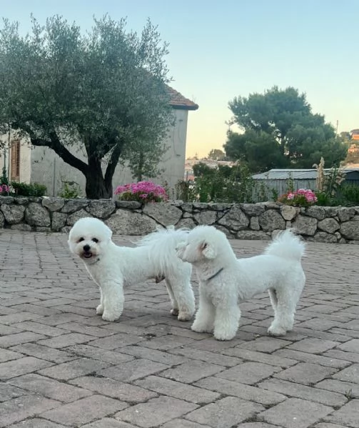 Cucciole di bichon frisè 