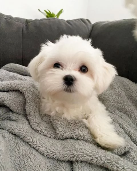 Cuccioli di maltese ben socializzati (+[numero nascosto]60)