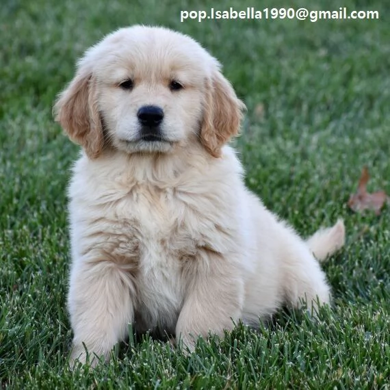 Golden Retriever marrone Disponibili Golden Retriever maschio e femmina  Colorazione marrone  Contat