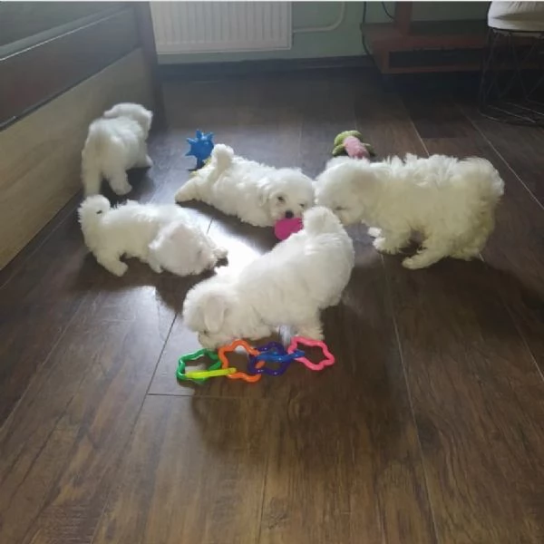 Sono maltese purosangue (+[numero nascosto]60) 