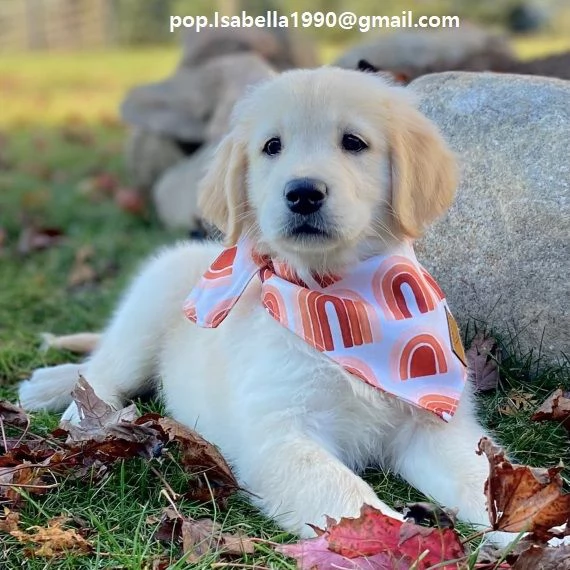 Golden Retriever cuccioli Cuccioli di cGolden Retriever. hanno 3 mesi. hanno doppia sverminazione ed