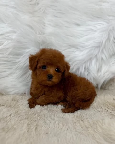 Cuccioli di barboncino toy