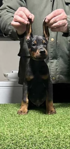 Dobermann cuccioli | Foto 6