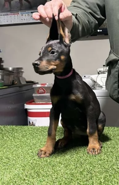 Dobermann cuccioli | Foto 4