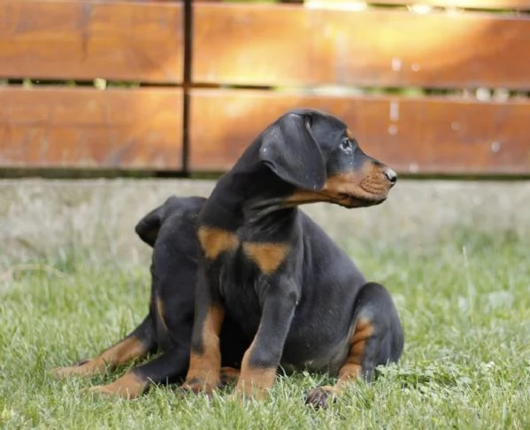 Dobermann cuccioli | Foto 2