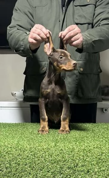 Dobermann cuccioli | Foto 1