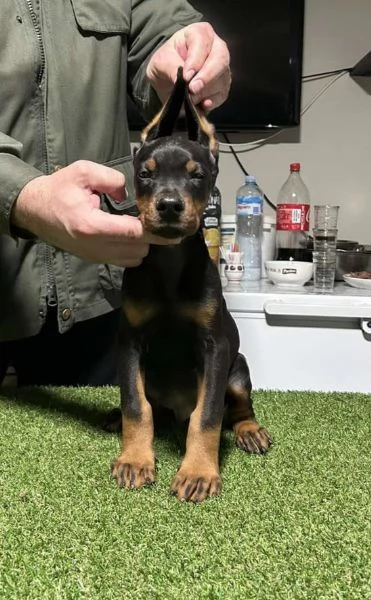 Dobermann cuccioli | Foto 0