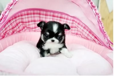 Regalo Chihuahua cuccioli