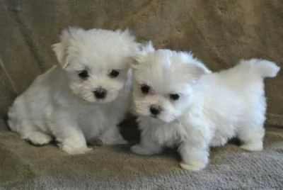 Regalo maltese toy cuccioli disponibile per l'adozione